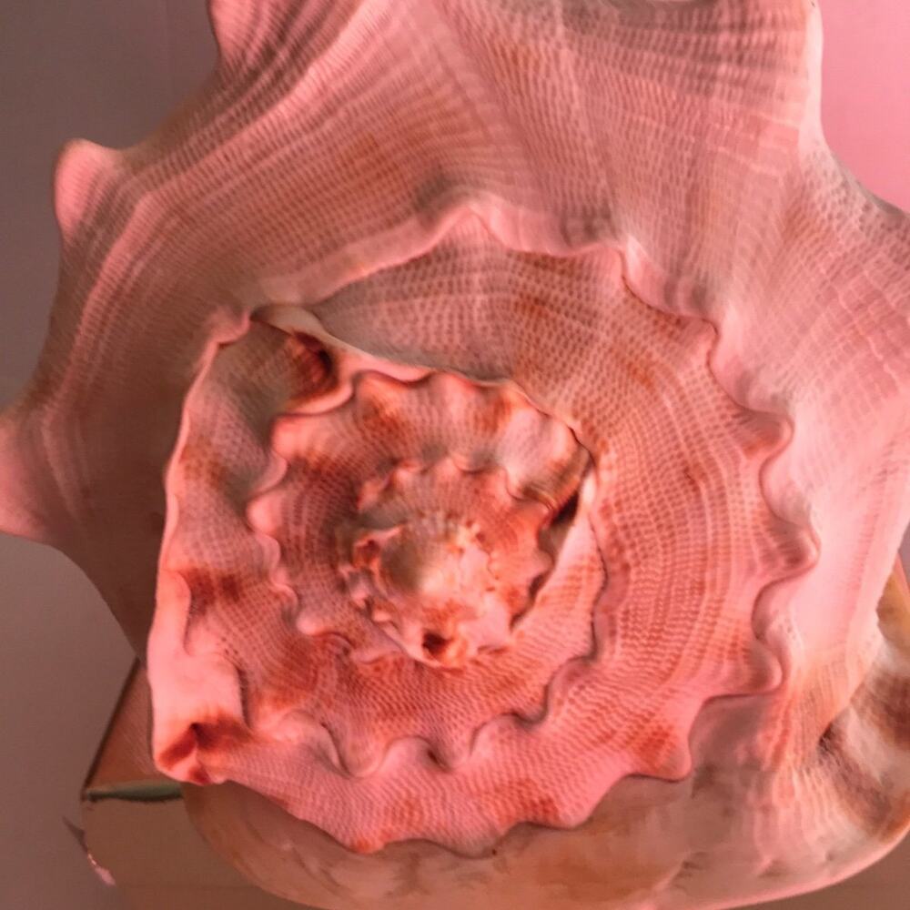 Beautiful Conk Shell - Picture 3 of 6